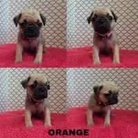 Orange, a female Pug for sale in Raytown, MO – 1 of 1