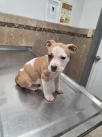 8 Ball, a male American Bully and American Pit Bull Terrier for sale in Meyersdale, PA – 4 of 4