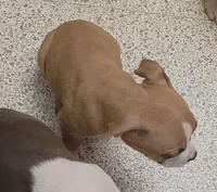 Bear, a male American Bully and American Pit Bull Terrier for sale in Meyersdale, PA – 2 of 5