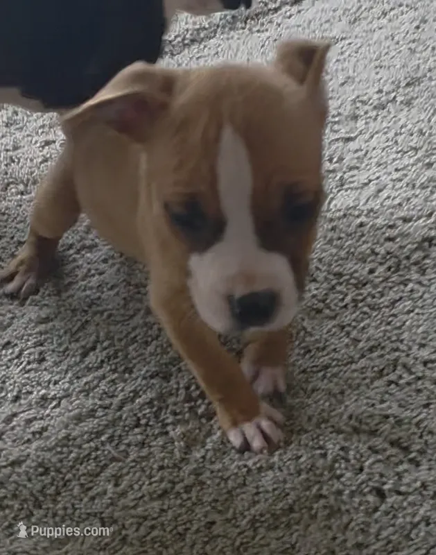 Bear – American Bully, American Pit Bull Terrier puppy for sale in Meyersdale, PA
