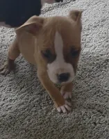 Bear, a male American Bully and American Pit Bull Terrier for sale in Meyersdale, PA – 1 of 5