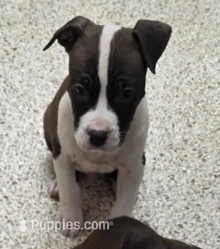 Hank – American Bully, American Pit Bull Terrier puppy for sale in Meyersdale, PA