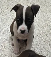 Hank, a male American Bully and American Pit Bull Terrier for sale in Meyersdale, PA – 1 of 5