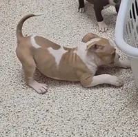 8 Ball, a male American Bully and American Pit Bull Terrier for sale in Meyersdale, PA – 2 of 4