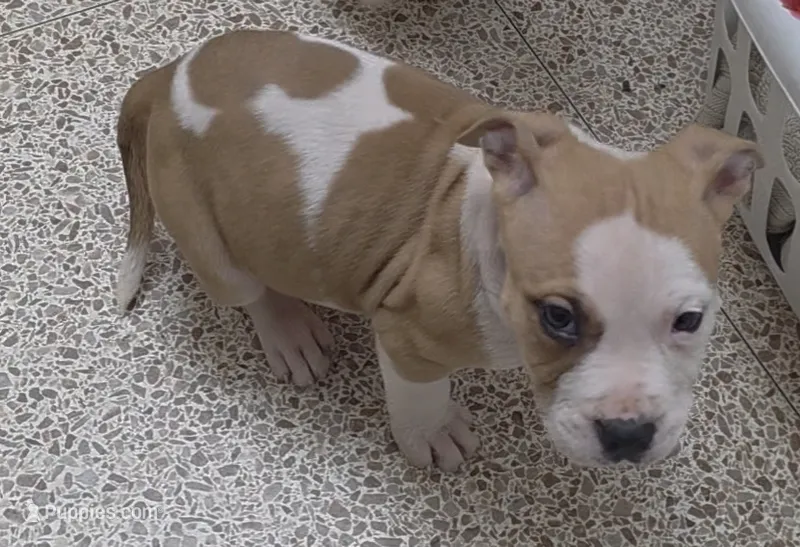 8 Ball – American Bully, American Pit Bull Terrier puppy for sale in Meyersdale, PA