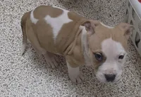 8 Ball, a male American Bully and American Pit Bull Terrier for sale in Meyersdale, PA – 1 of 4