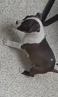 Hank, a male American Bully and American Pit Bull Terrier for sale in Meyersdale, PA – 2 of 5