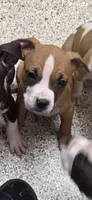 Bear, a male American Bully and American Pit Bull Terrier for sale in Meyersdale, PA – 3 of 5
