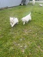 6 male English golden retrievers, a male English Cream Golden Retriever for sale in Incline Village, NV – Photo 3 of 4