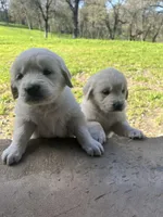 6 male English golden retrievers, a male English Cream Golden Retriever for sale in Incline Village, NV – Photo 2 of 4