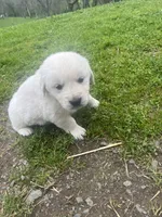 6 male English golden retrievers, a male English Cream Golden Retriever for sale in Incline Village, NV – Photo 4 of 4
