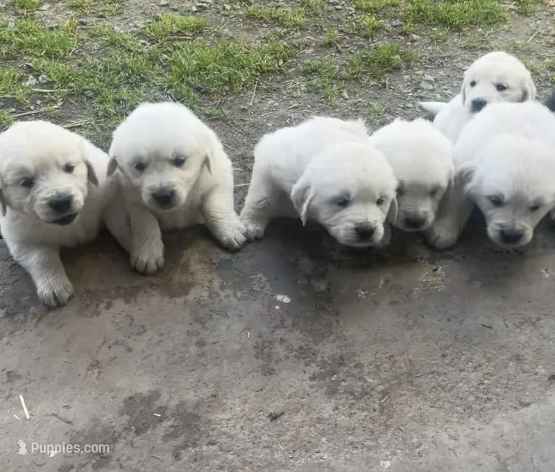 6 male English golden retrievers