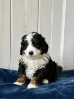 Louie, a male Miniature Bernedoodle for sale in Stevens, PA – Photo 2 of 4