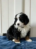 Louie, a male Miniature Bernedoodle for sale in Stevens, PA – Photo 3 of 4