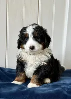 Louie, a male Miniature Bernedoodle for sale in Stevens, PA – Photo 1 of 4