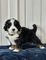 Louie, a male Miniature Bernedoodle for sale in Stevens, PA – Photo 4 of 4