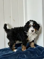 Nova, a female Miniature Bernedoodle for sale in Stevens, PA – Photo 4 of 4