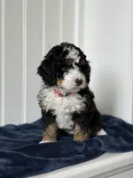 Nova, a female Miniature Bernedoodle for sale in Stevens, PA – Photo 3 of 4