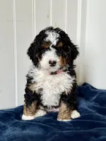 Nova, a female Miniature Bernedoodle for sale in Stevens, PA – Photo 1 of 4
