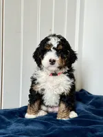 Nova, a female Miniature Bernedoodle for sale in Stevens, PA – Photo 2 of 4