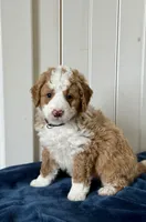 Teddy, a male Miniature Bernedoodle for sale in Stevens, PA – Photo 1 of 2