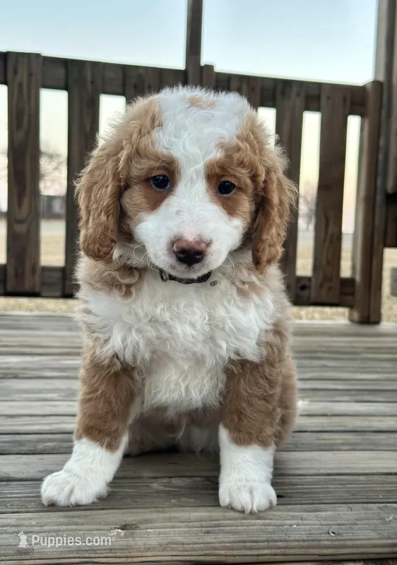 Teddy – Miniature Bernedoodle puppy for sale in Stevens, PA