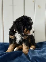Belle, a female Miniature Bernedoodle for sale in Stevens, PA – Photo 3 of 3