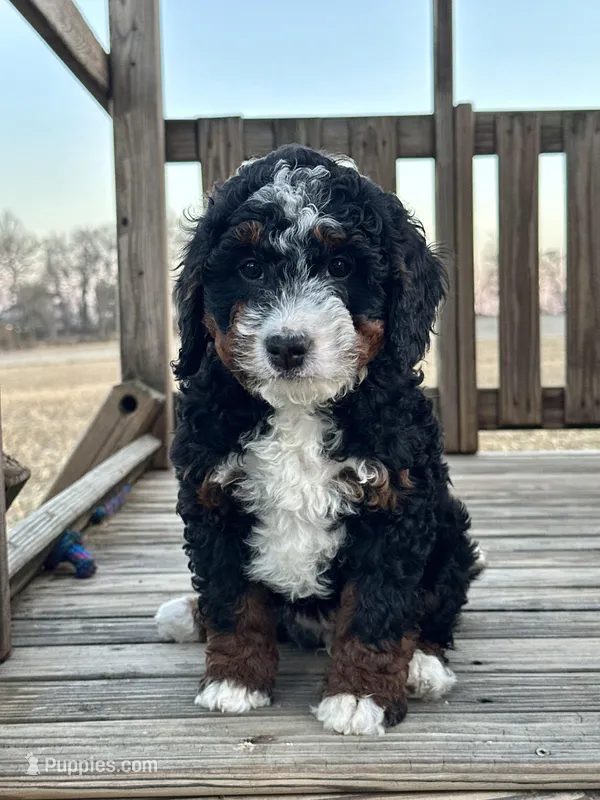 Lyla – Miniature Bernedoodle puppy for sale in Stevens, PA