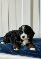 Lyla, a female Miniature Bernedoodle for sale in Stevens, PA – Photo 3 of 4