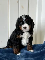 Lyla, a female Miniature Bernedoodle for sale in Stevens, PA – Photo 1 of 4