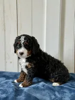 Lyla, a female Miniature Bernedoodle for sale in Stevens, PA – Photo 4 of 4