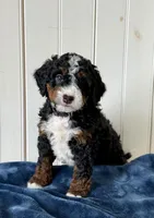 Lyla, a female Miniature Bernedoodle for sale in Stevens, PA – Photo 2 of 4