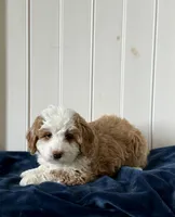 Poppy, a female Miniature Bernedoodle for sale in Stevens, PA – Photo 3 of 3