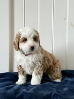 Poppy, a female Miniature Bernedoodle for sale in Stevens, PA – Photo 2 of 3