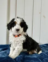 Bruno, a male Miniature Bernedoodle for sale in Stevens, PA – Photo 1 of 3