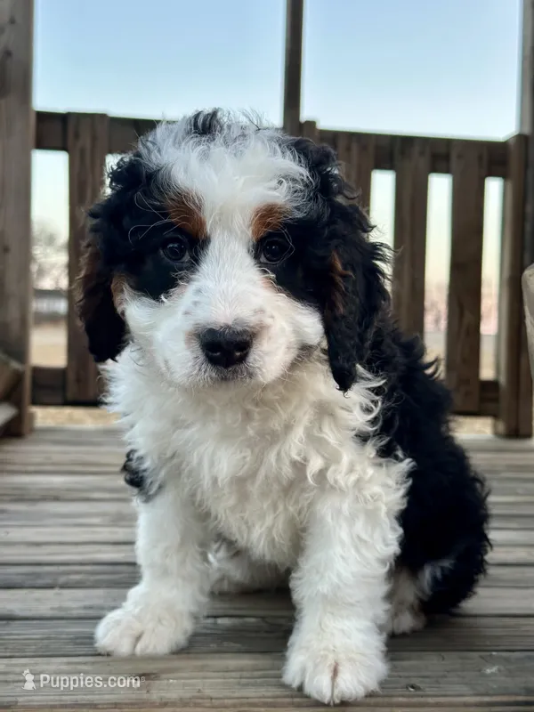 Bruno – Miniature Bernedoodle puppy for sale in Stevens, PA