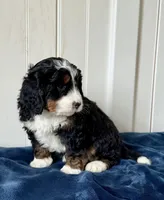 Willow, a female Miniature Bernedoodle for sale in Stevens, PA – Photo 4 of 4