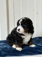 Willow, a female Miniature Bernedoodle for sale in Stevens, PA – Photo 3 of 4