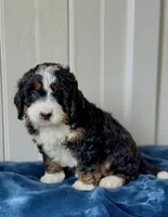 Willow, a female Miniature Bernedoodle for sale in Stevens, PA – Photo 1 of 4