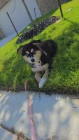 Nina, a female Australian Shepherd and German Shepherd Dog for sale in San Antonio, TX – 2 of 2