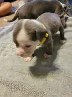 Derpy, a male American Bully for sale in Oswego, IL – 2 of 2