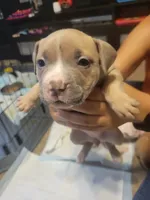 Kirby, a female American Bully for sale in Oswego, IL – 1 of 2