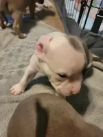 Steve, a male American Bully for sale in Oswego, IL – 2 of 2