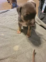 Chocolate, a male American Bully for sale in Oswego, IL – 2 of 2