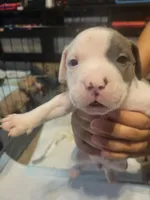 Steve, a male American Bully for sale in Oswego, IL – 1 of 2