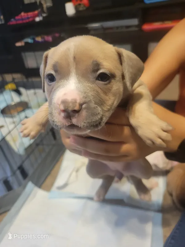 Kirby – American Bully puppy for sale in Oswego, IL