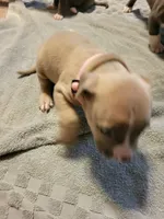 Kirby, a female American Bully for sale in Oswego, IL – 2 of 2