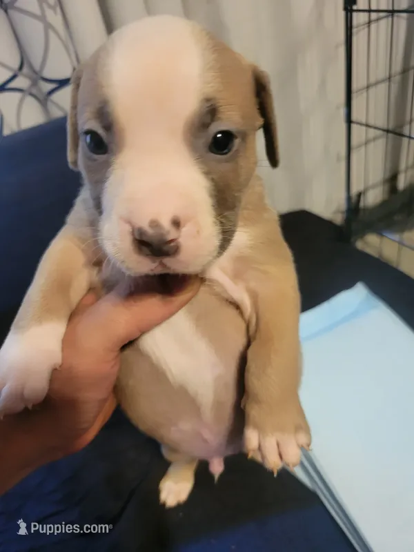 Vicente – American Bully puppy for sale in Oswego, IL
