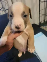 Vicente, a male American Bully for sale in Oswego, IL – 1 of 2