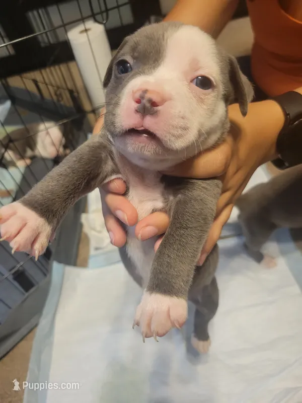 Derpy – American Bully puppy for sale in Oswego, IL